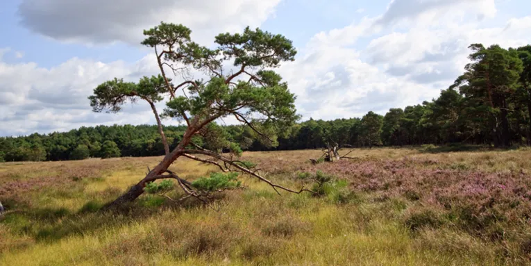 Ein Nadelbaum auf einer großen Gras und Heidelandschaft