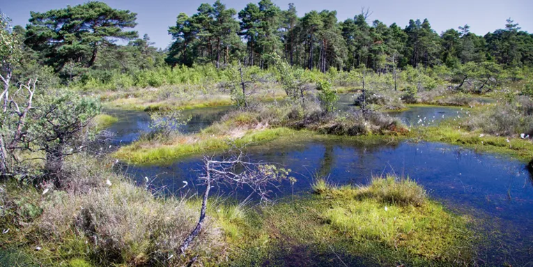 Moorgebiet mit Wasser an der Oberfläche, Wollgras uns abgestorbenen Bäumen.
