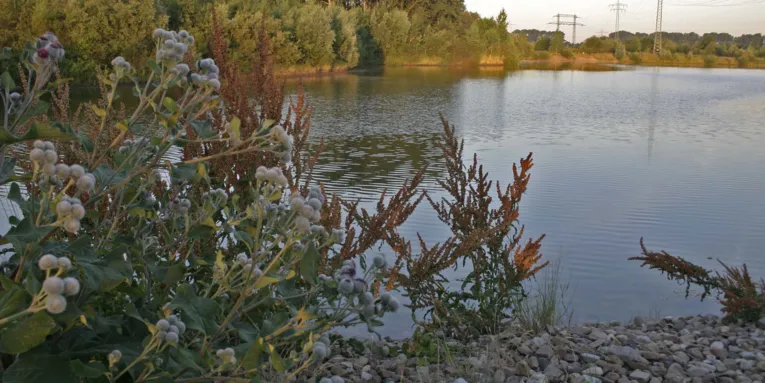 Bewachsenes Seeufer, im Hintergrund Bäume