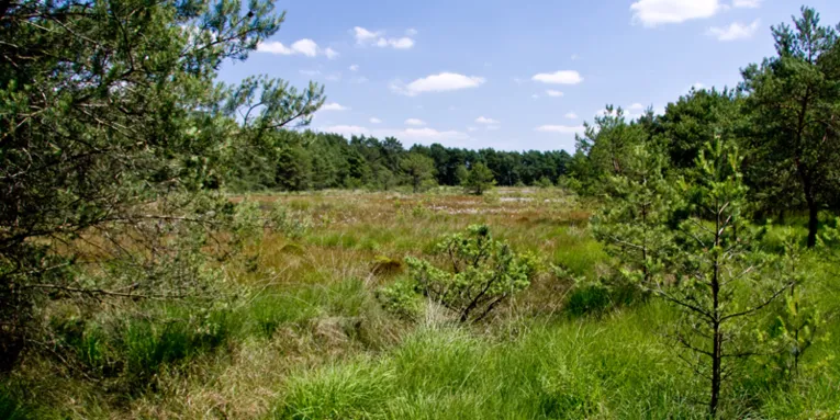 Nadelbäume, Gras- und Binsenbüschel, im Hintergrund Wald