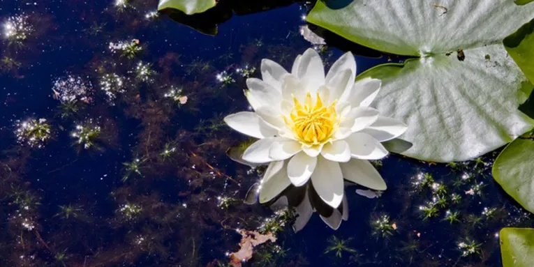 Seerose