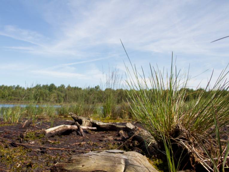 Moorlandschaft mit moorspezifischen Gräsern und anderen Pflanzen, der Boden ist feucht und torfhaltig.