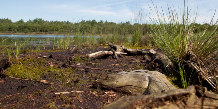 Moorlandschaft mit abgestorbenem Holz und Binsen