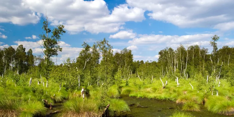 Moorlandschaft und blauer Himmel