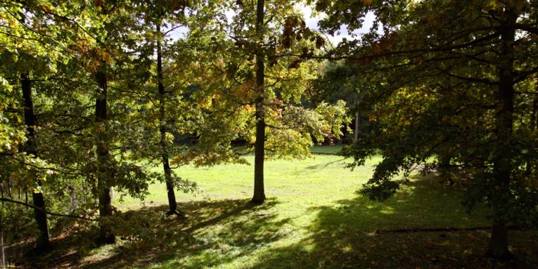 Blick auf eine Waldlichtung.