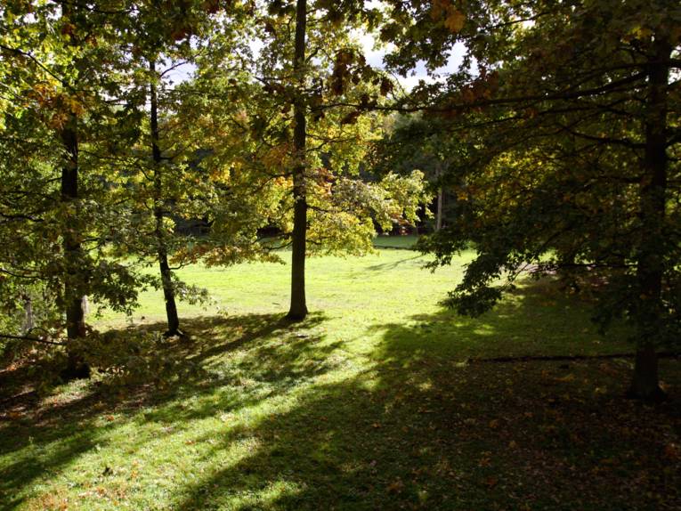 Blick auf eine Waldlichtung.