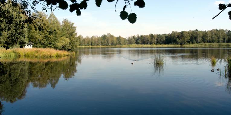 Enten schwimmen über die blaue Wasseroberfläche des Würmsees, ringsum stehen Bäume, am linken Ufer steht ein kleines, weißes Haus.