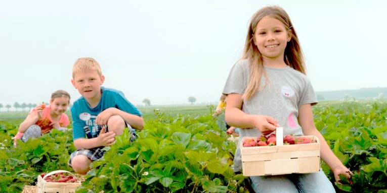 Zwei Mädchen und ein Junge pflücken in einem Erdbeerfeld.