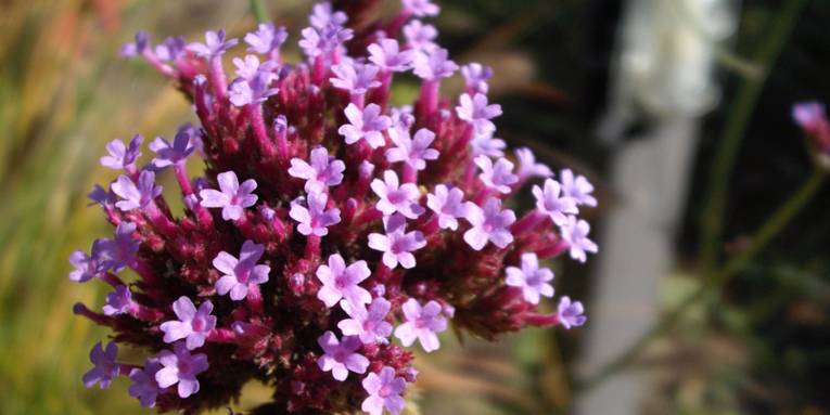 Lila Blütendolde im Sonnenlicht