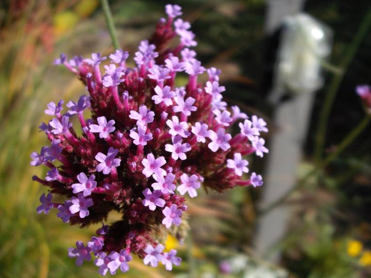 Lila Blütendolde im Sonnenlicht