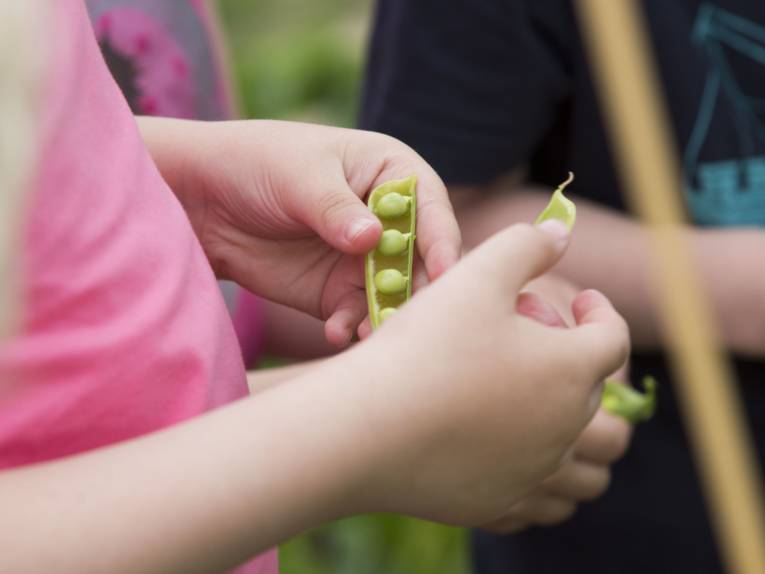 Kind, das Erbsen auspult