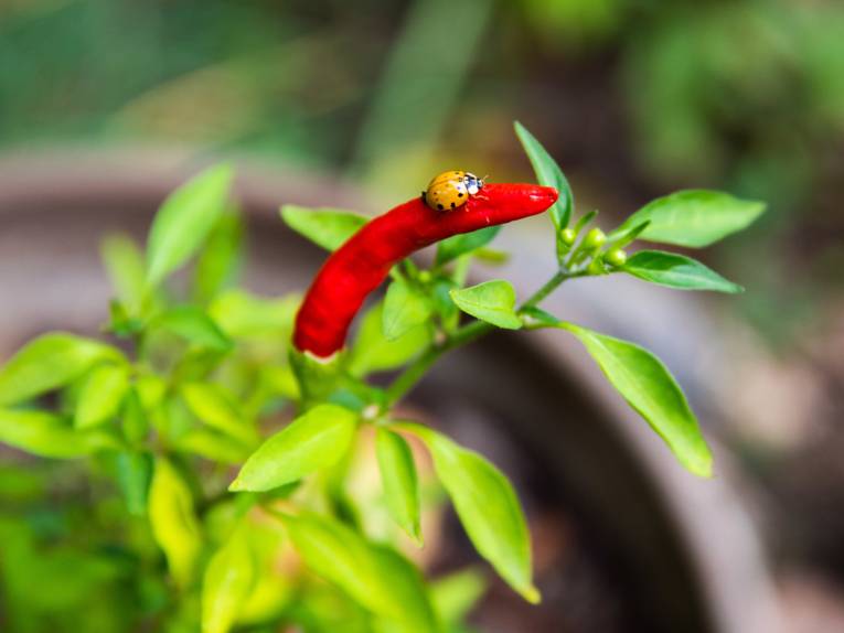 Marienkäfer auf roter Schote