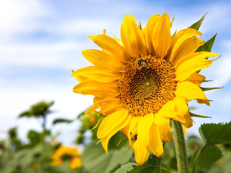 Blüte einer Sonnenblume