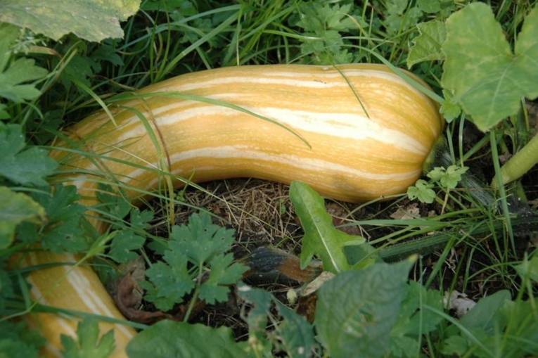 Eine Zucchini
