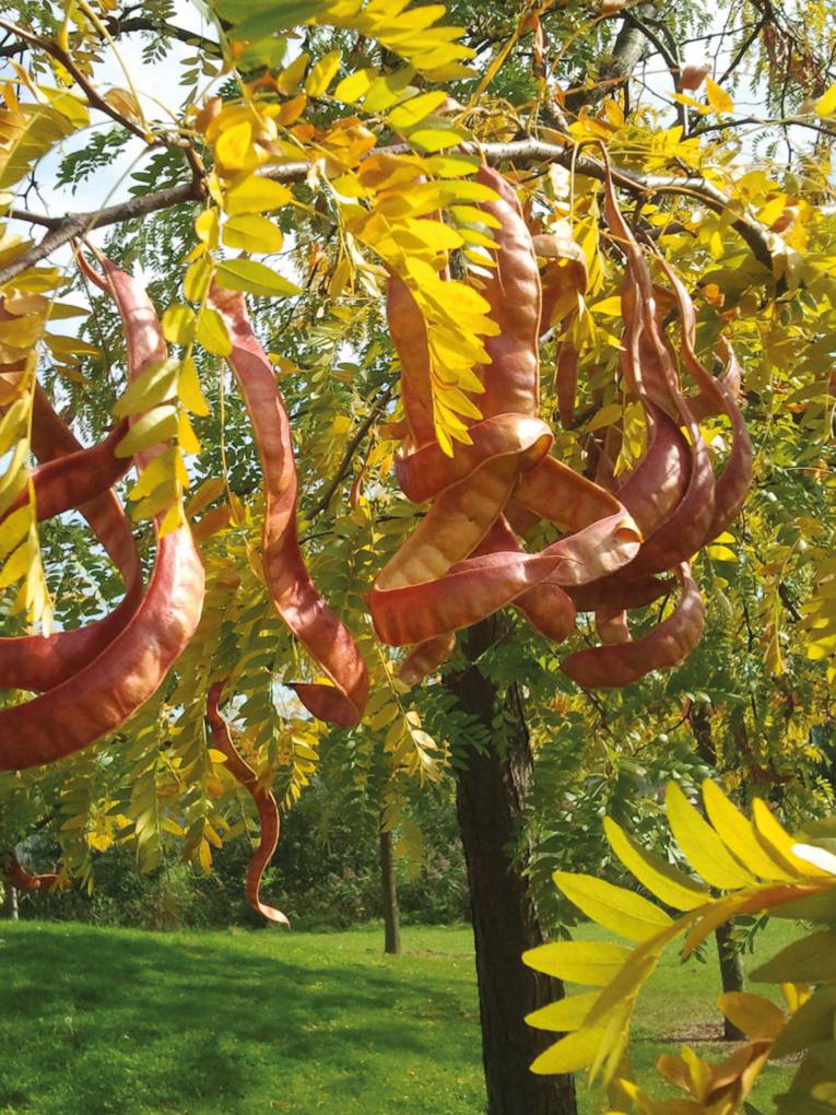 Baum mit Blättern, die sich langsam verfärben und Früchten in Form von Schoten.