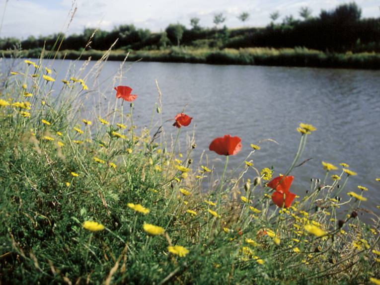 Wilde Mohnblumen am Mittellandkanal