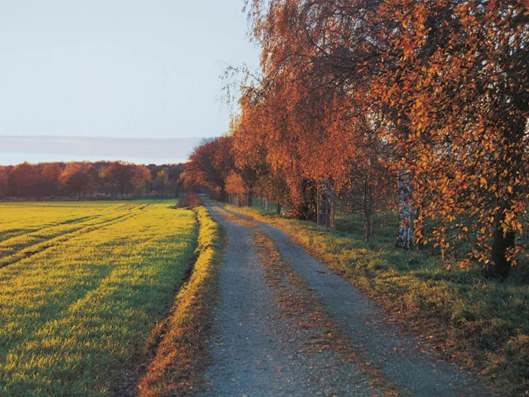 Schotterweg in der Schwarzen Heide