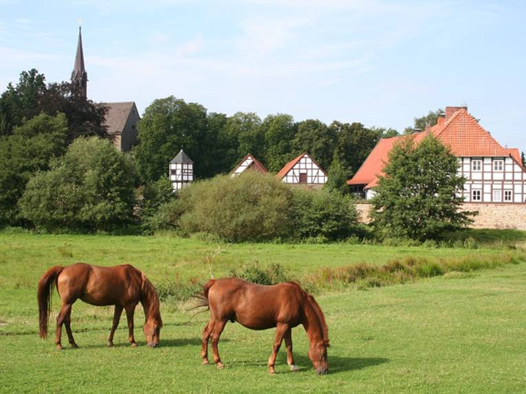 Zwei Pferde auf einer Wiese, im Hintergrund 