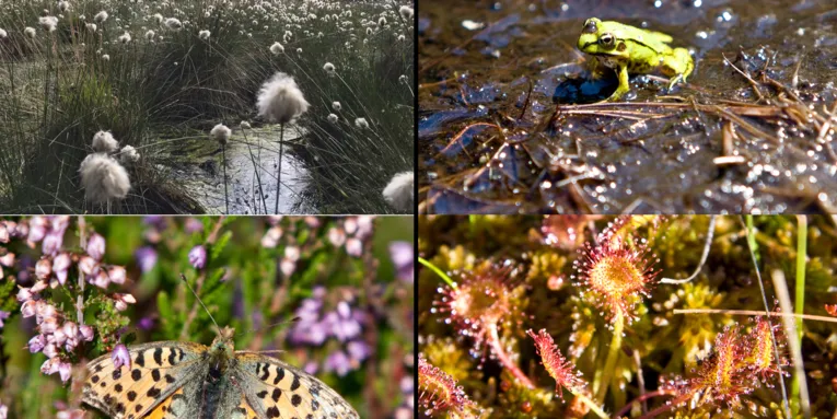 Pflanzen und Tiere des Moores