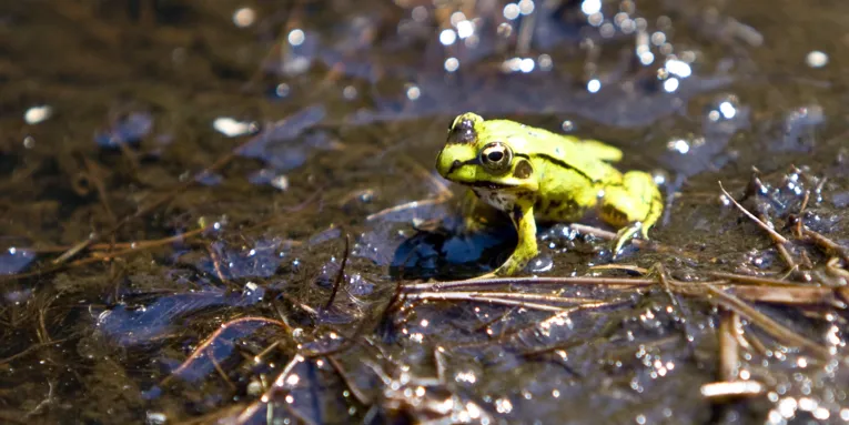 Von der Sonne beschienener grüner Frosch im schwarzen Moor