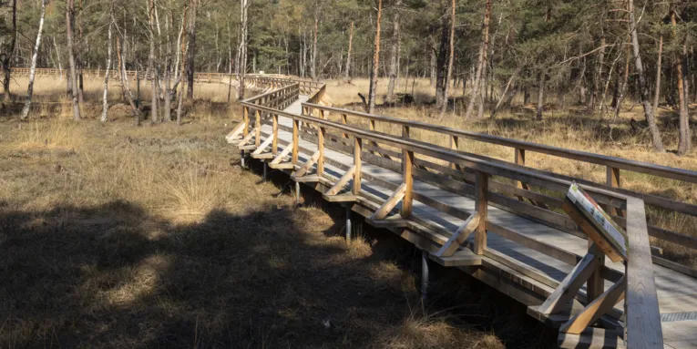Holzsteg mit Geländer in einer Moorlandschaft