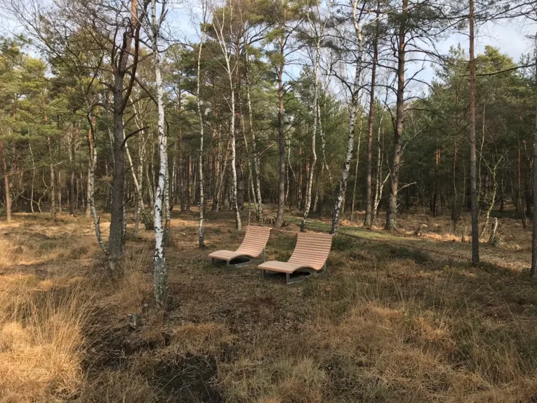 Holzliegen in einem lichten Birkengel&auml;nde