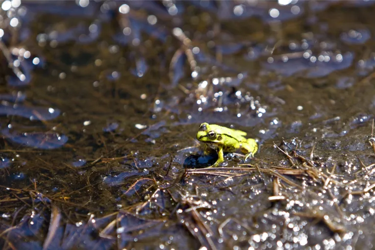 Von der Sonne beschienener gr&uuml;ner Frosch im schwarzen Moor