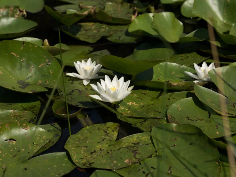 Gr&uuml;ne Bl&auml;tter und wei&szlig;e Bl&uuml;ten