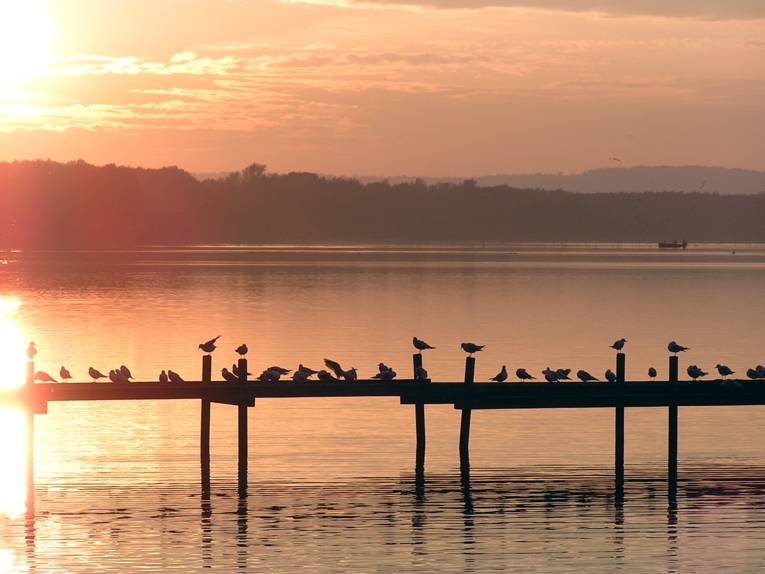 Möwen sitzen auf einem Steg, dahinter geht die Sonne unter.