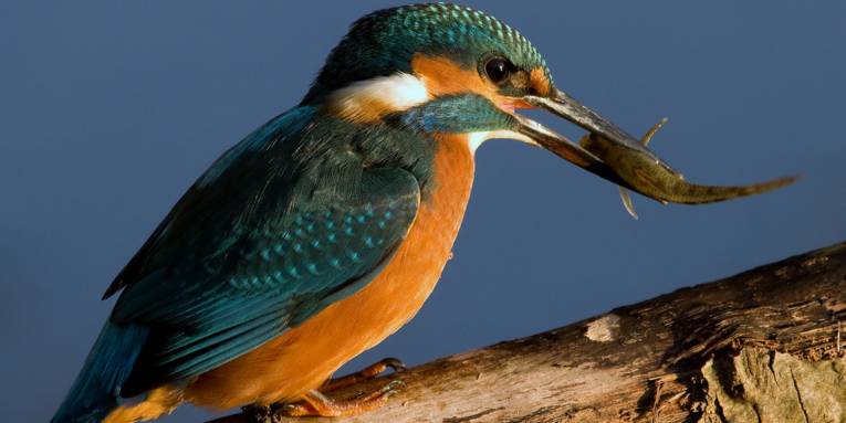 Eisvogel mit Fisch im Schnabel