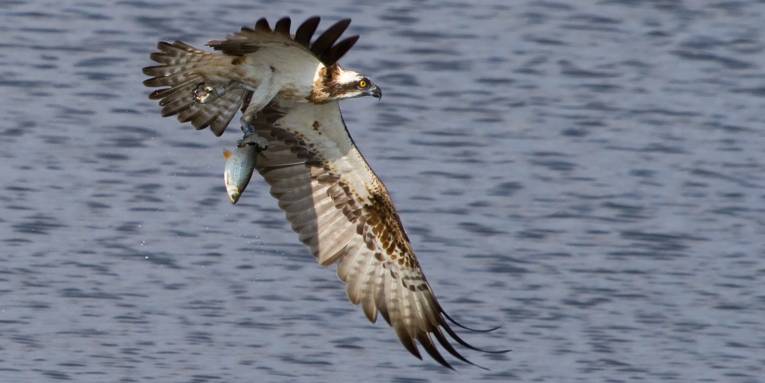 Ein Fischadler fliegt mit einem Fisch in seinen Klauen.