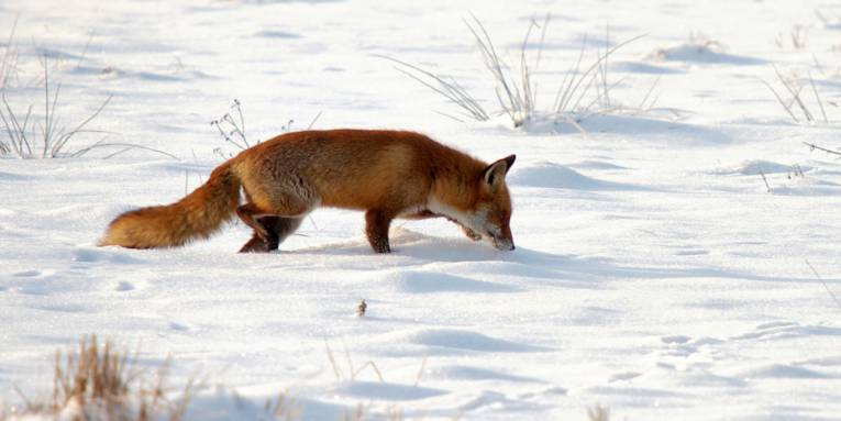 Fuchs im Schnee