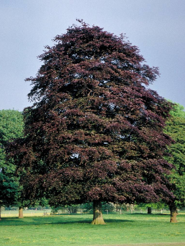 Rotblätteriger Baum