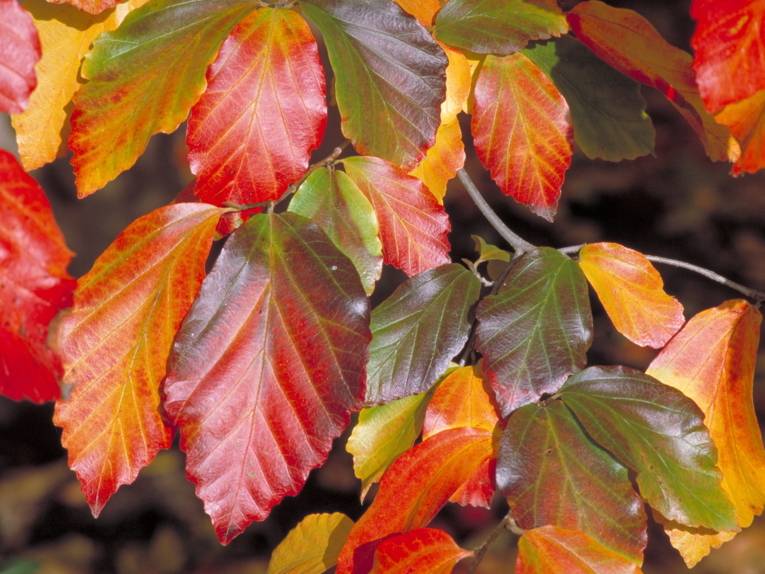 Blätter in rot, gelb und grün Tönen