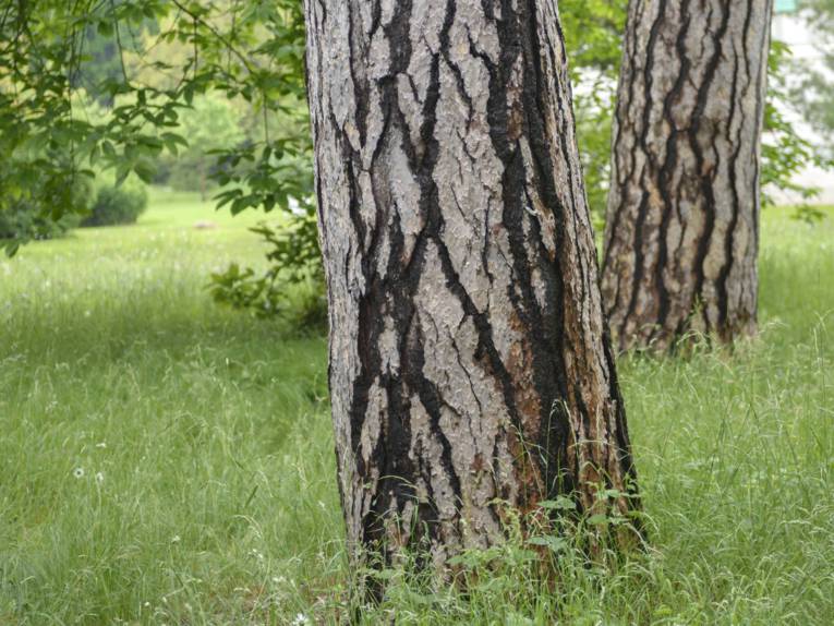 Zwei dunkle strukturierte Stämme
