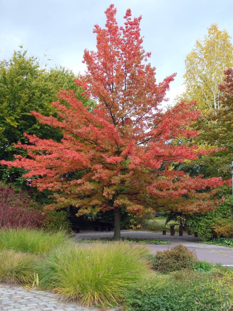 Rotblätteriger Baum