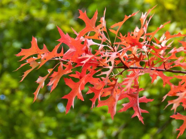 Rotgefärbte Blätter