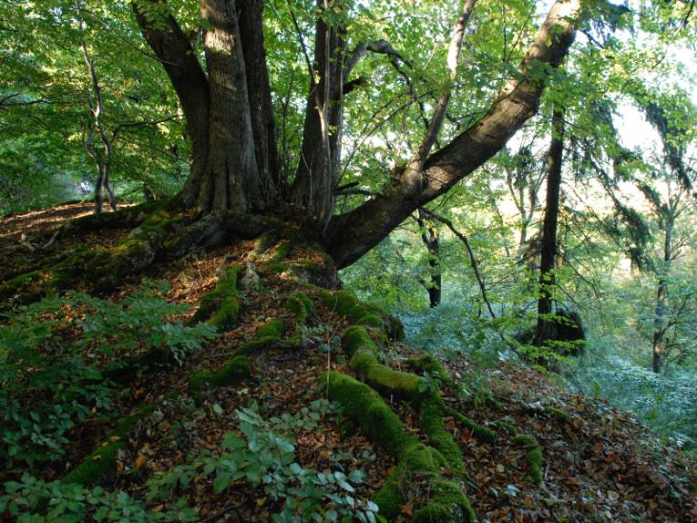 Der Baum hat mehrere Stämme ausgebildet und wächst auf einem kleinen Hügel. Auf dem Waldboden liegt altes Laub.