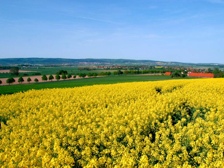 Im Vordergrund ist ein gelb blühendes Rapsfeld, im Hintergrund ist hügelige Landschaft des Calenberger Landes zu sehen.
