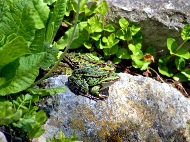 Zwei grüne Frösche sitzen auf einem Stein und lassen sich von der Sonne bescheinen.