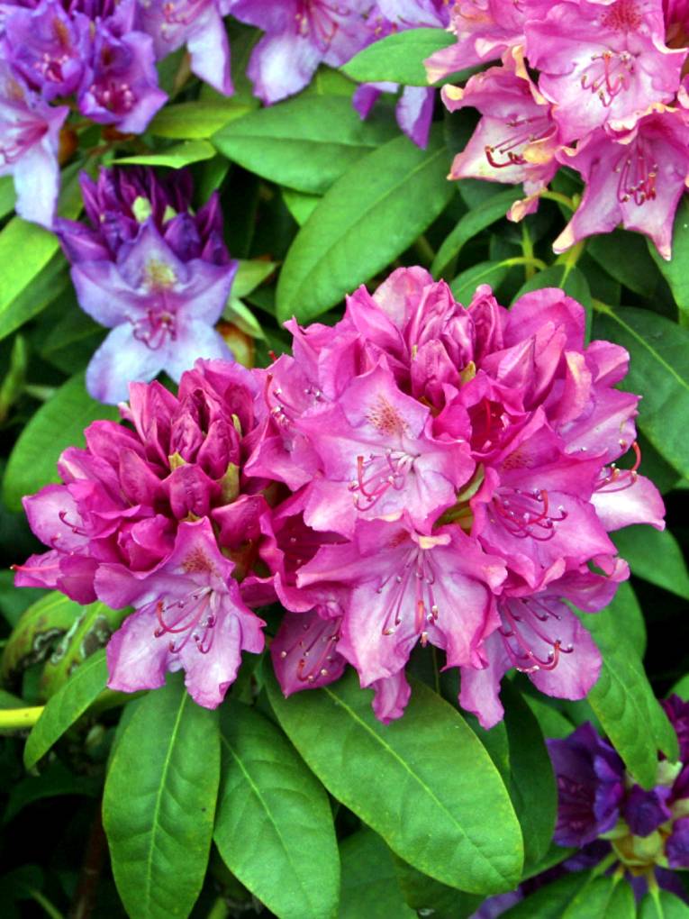 Blüten eines Rhododendron in der Nahaufnahme. Einige Blüten sind rosafarben, andere dunkelviolett.