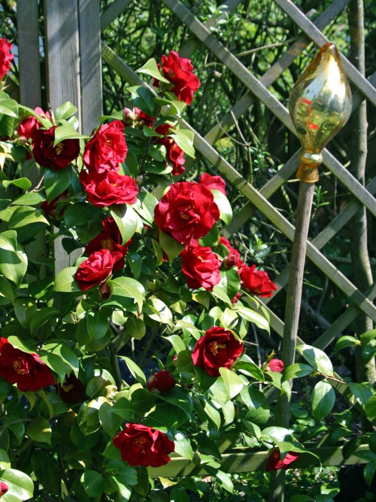 Einse Rose wächst an einer Rankhilfe, die Blüten sind dunkelrot.