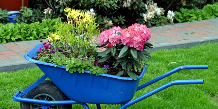 Verschiedene Blütenpflanzen stehen auf der Ladefläche einer blauen Schubkarre. Die Schubkarre ist entweder als Blumentopf umfunktioniert oder sie dient dem Transport der Pflanzen zum neuen Standort.