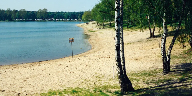Birken, weisser Sandstrand, blaues Wasser, im Hintergrund Wald