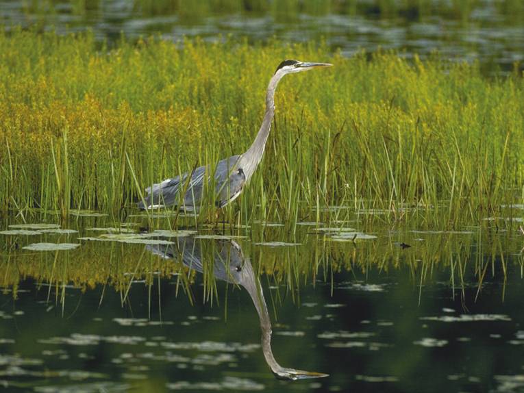 Schreitender Graureiher, der sich im Wasser spiegelt