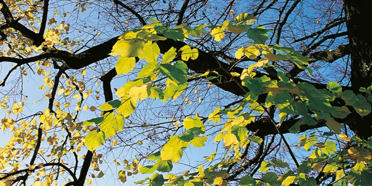 Hellgrüne Blätter von Sonnenlicht durchflutet