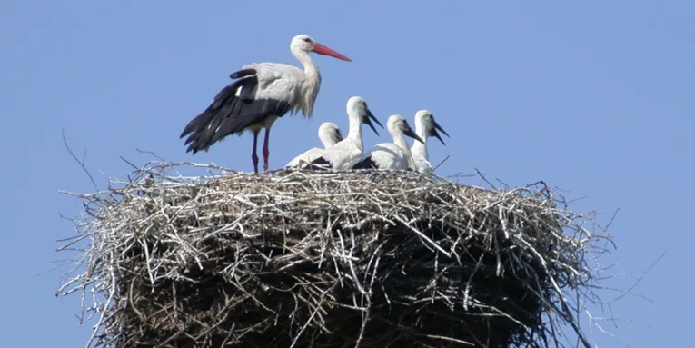 Storchenfamilie in ihrem Horst