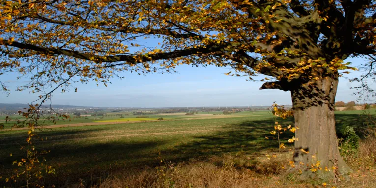 Eine alte Buche, zwischen Boden und ersten Zweigen hat meinen guten Fernblick auf die dahinter liegende Landschaft