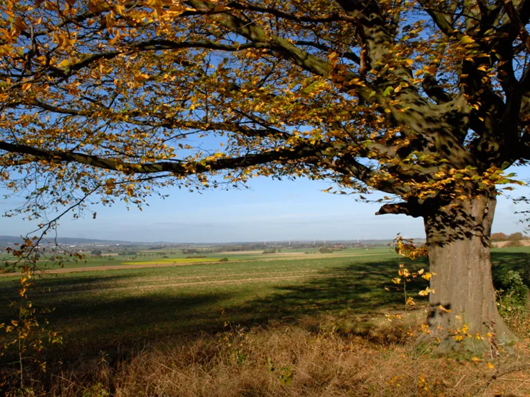 Eine alte Buche, zwischen Boden und ersten Zweigen hat meinen guten Fernblick auf die dahinter liegende Landschaft