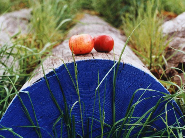 Zwei rotwangige Äpfel, die auf einem blau angemalten Stamm liegen